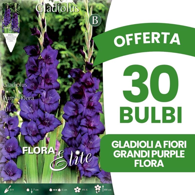 foto del prodotto peragashop bulbi primaverili offerta 30 bulbi gladioli a fiori grandi purple flora bulbi bulbs