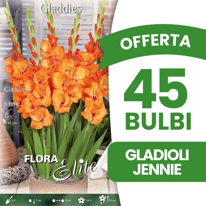 foto del prodotto peragashop offerta 45 bulbi gladioli gladdies jennie bulbi bulbs bulbes primaverili
