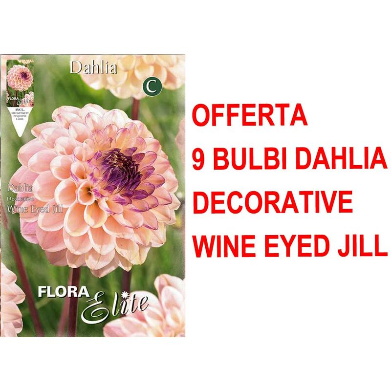 foto del prodotto offerta 9 bulbi primaverili di dahlia decorative wine eyed jill bulbo bulbs bulbes
