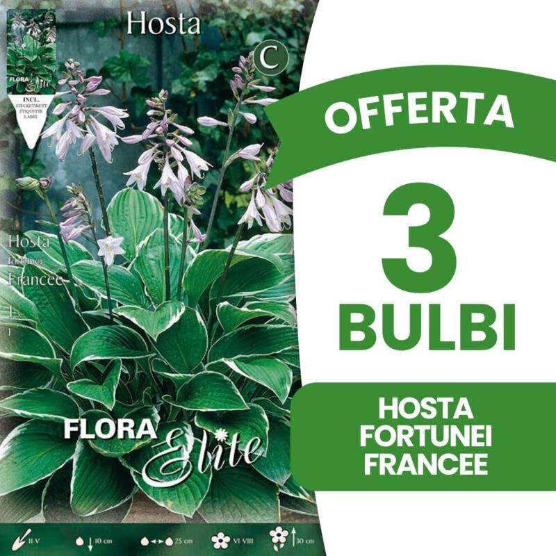 foto del prodotto offerta 3 bulbi hosta fortunei francee bulbi primaverili bulbs