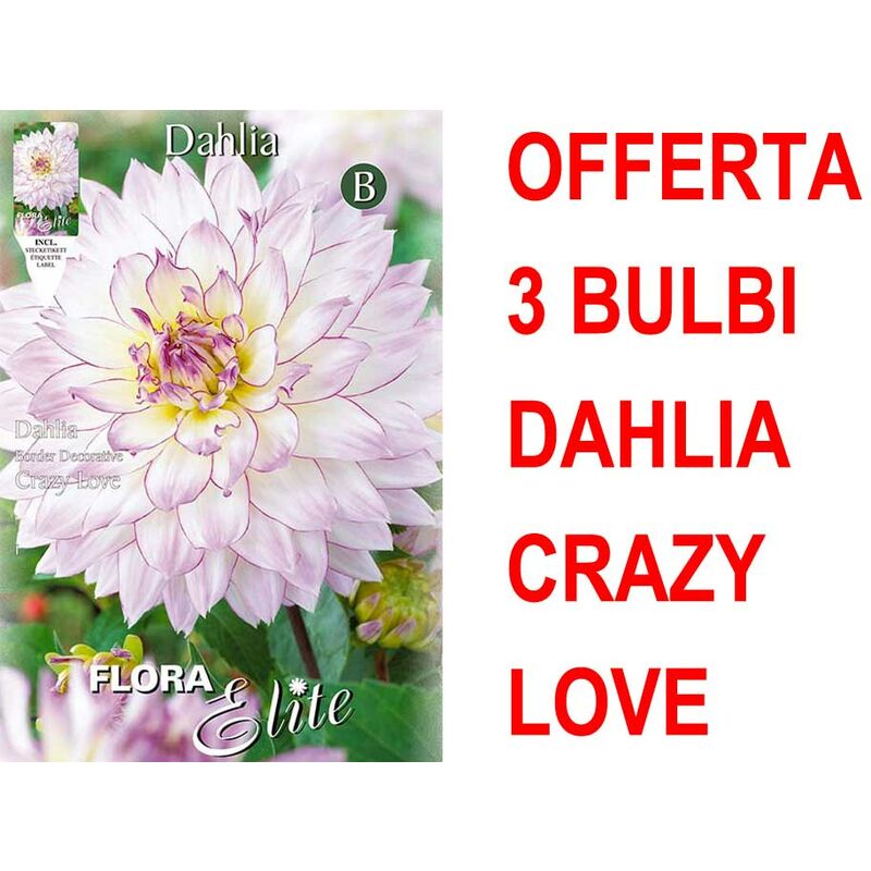 foto del prodotto offerta 3 bulbi dahlia da bordura crazy love bulbs