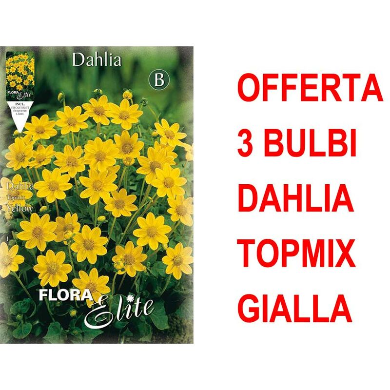 foto del prodotto offerta 3 bulbi dahlia topmix gialla bulbs
