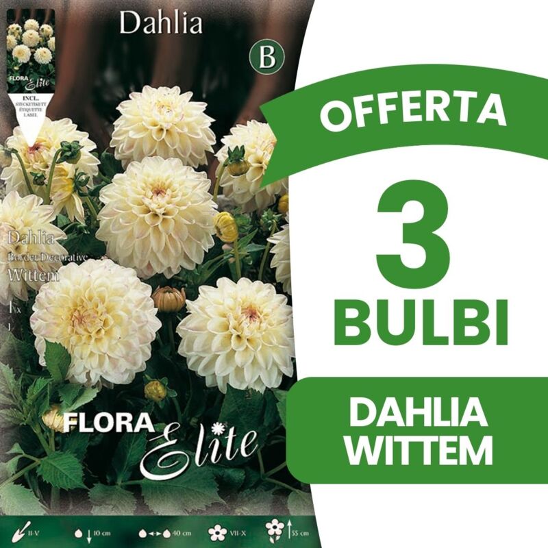 foto del prodotto peragashop bulbi primaverili offerta 3 bulbi dahlia da bordura decorative wittem bulbs