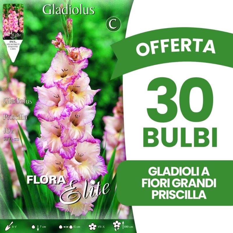 foto del prodotto peragashop bulbi primaverili offerta 30 bulbi gladioli a fiori grandi priscilla bulbs