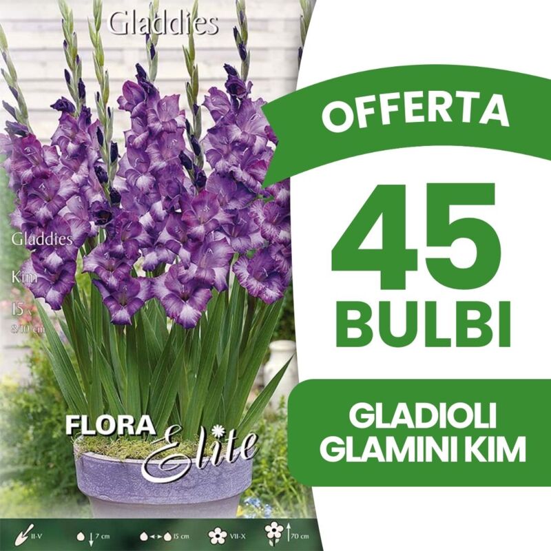 foto del prodotto offerta 45 bulbi gladioli glamini kim confezione da 15 bulbi bulbi bulbs bulbes primaverili
