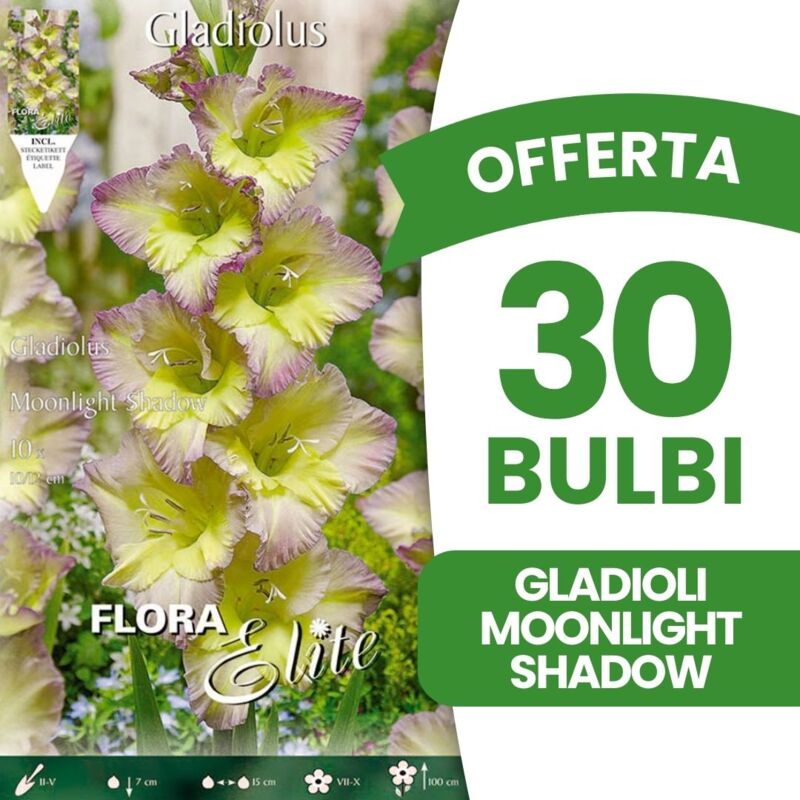 foto del prodotto bulbi primaverili offerta 30 bulbi gladioli moonlight shadow bulbi bulbs bulbes