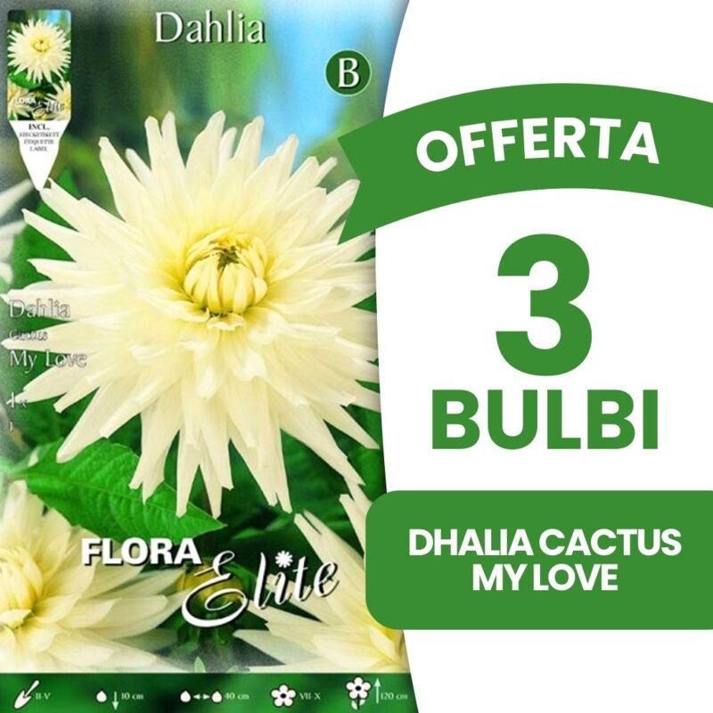 foto del prodotto bulbi primaverili offerta 3 bulbi dahlia cactus my love bulbo bulbs