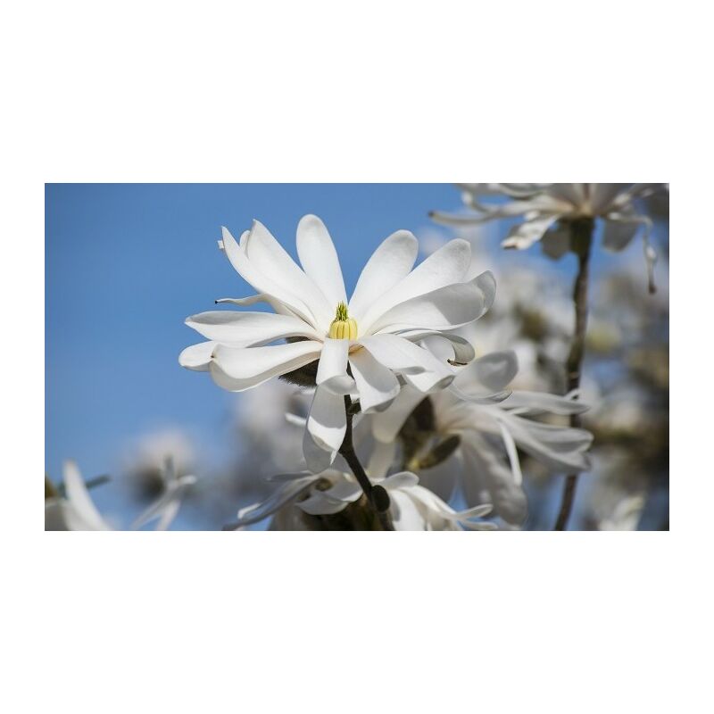 foto del prodotto magnolia stellata bianca vaso 18cm foto reali pianta da fiore per esterno