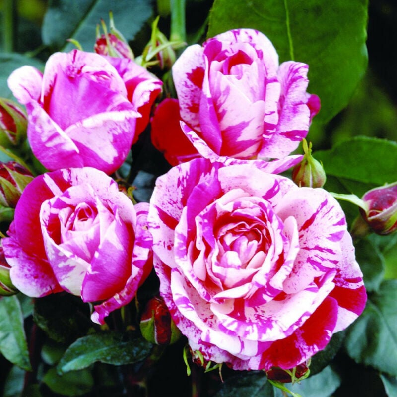 foto del prodotto rosa rinascimento rosso striato bianco pianta da fiore fiori foto reali