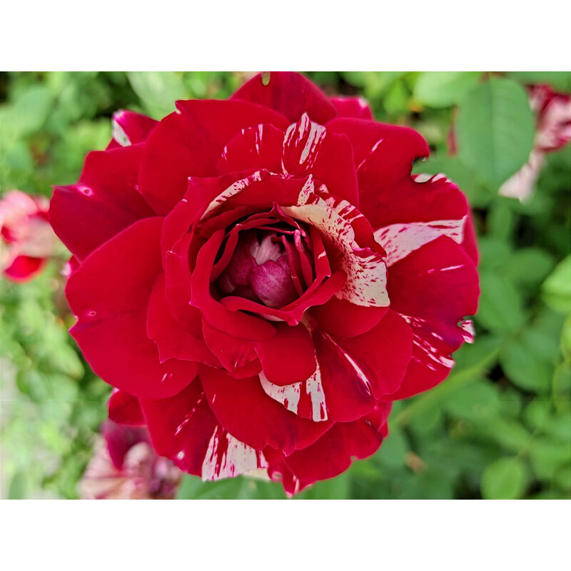 foto del prodotto rosa julio iglesias pianta da fiore fiori vaso 18 foto reale