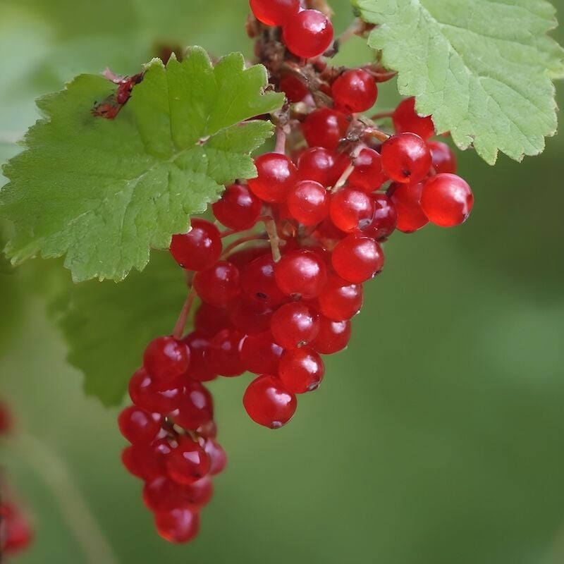 foto del prodotto ribes rosso jonkheer van tets snoeien frutti di bosco rossi vaso18 foto reale