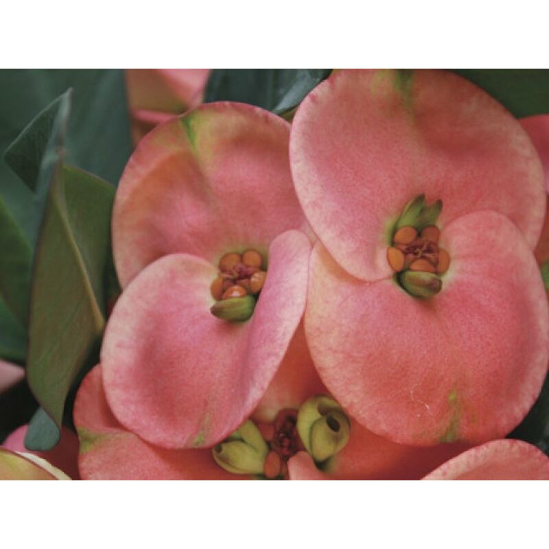 foto del prodotto vivaio garden forest euphorbia x lomi rossa spina di cristo vaso 22cm pianta da fiori pianta grassa foto reali