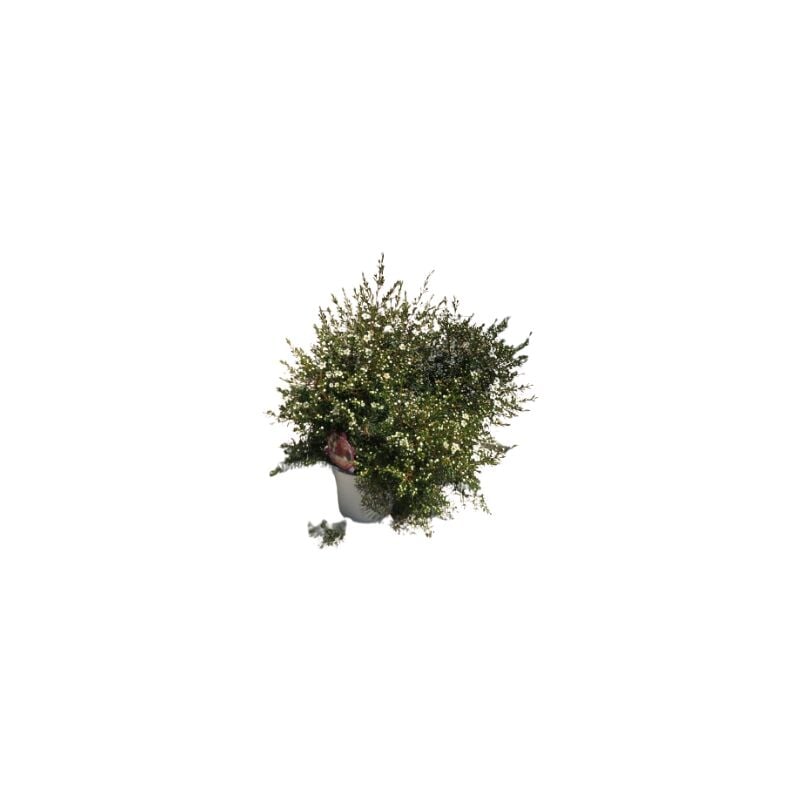 foto del prodotto mediterraneo garden wax flower