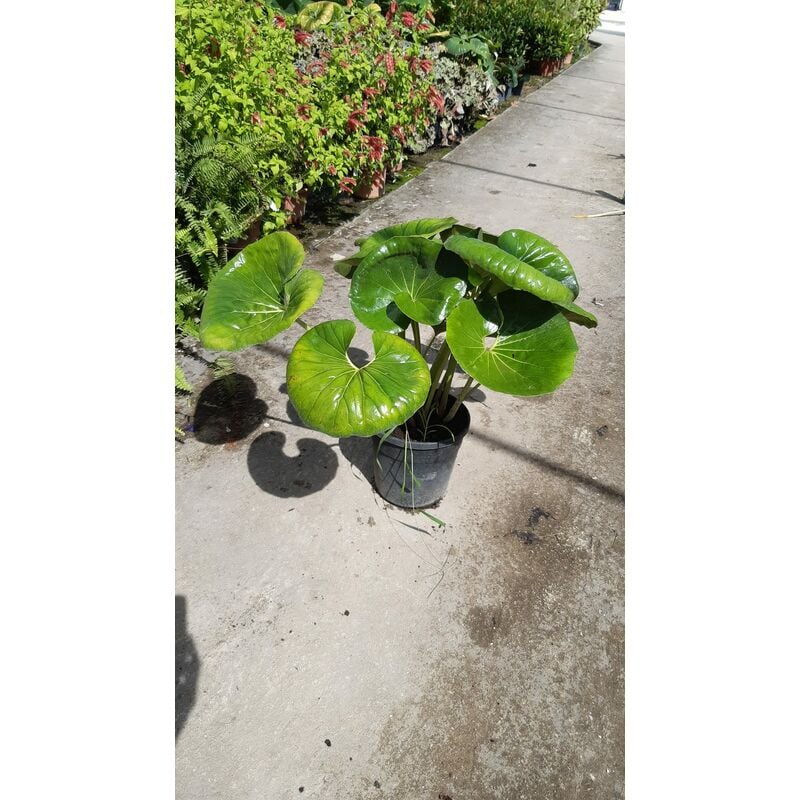 foto del prodotto mediterraneo garden farfugium japonicum