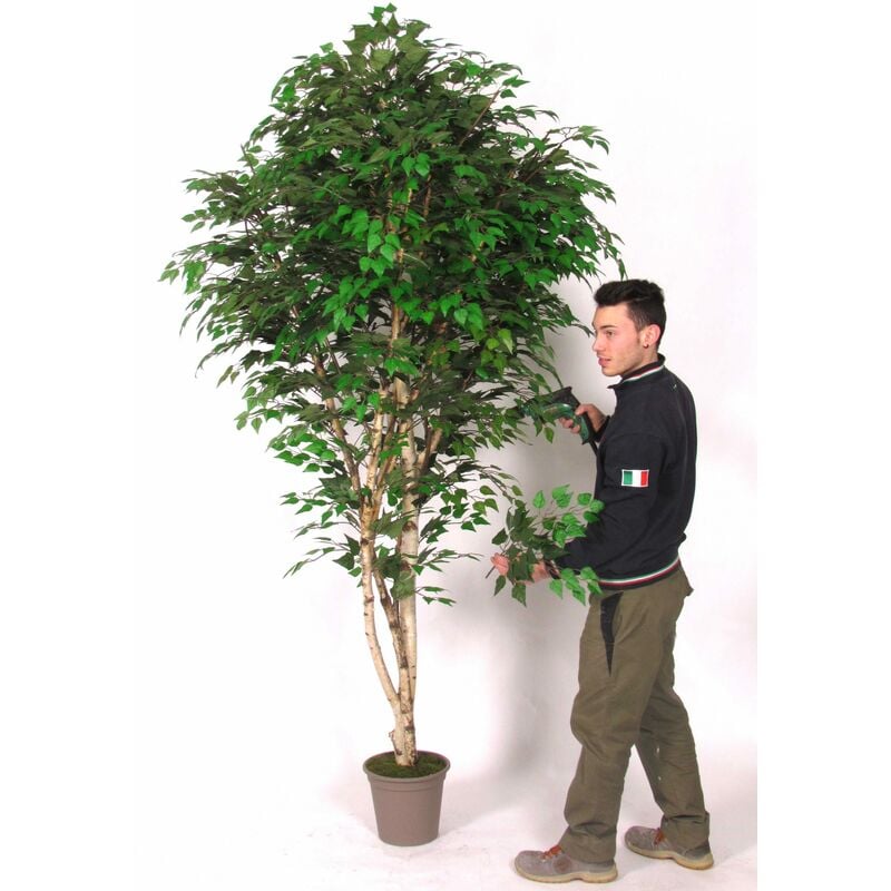 foto del prodotto verdevip betulla seminaturale verde tronco naturale 175