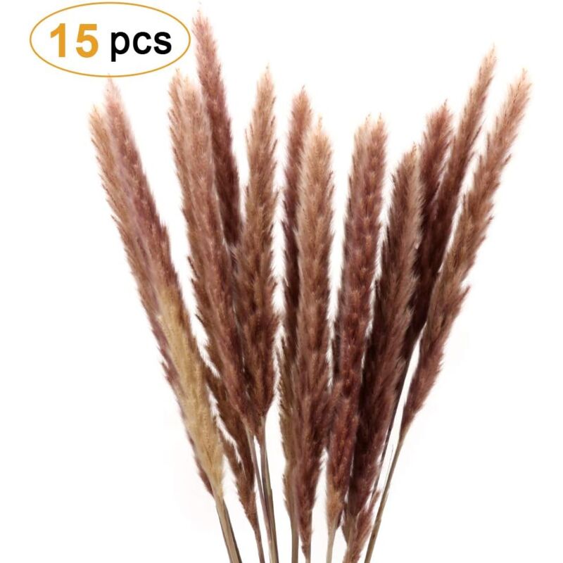 foto del prodotto pampasgrass, pampasgrass naturale rock net deco pampas grass communis fiori secchi bouquet per soggiorno casa fotografia hotel matrimonio 60 cm