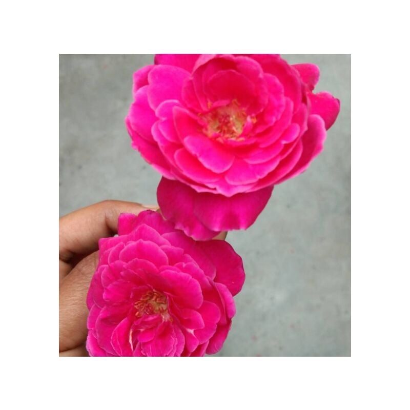 foto del prodotto camelia japomica rosedale s beauty vaso 18 cm h90 foto reali