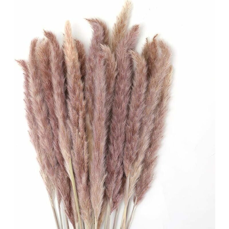 foto del prodotto zvd 30 pezzi di erba della pampa bouquet di fiori di pampa naturale da 60 cm per vasi decorazione per soggiorno in stile boh mien decorazione