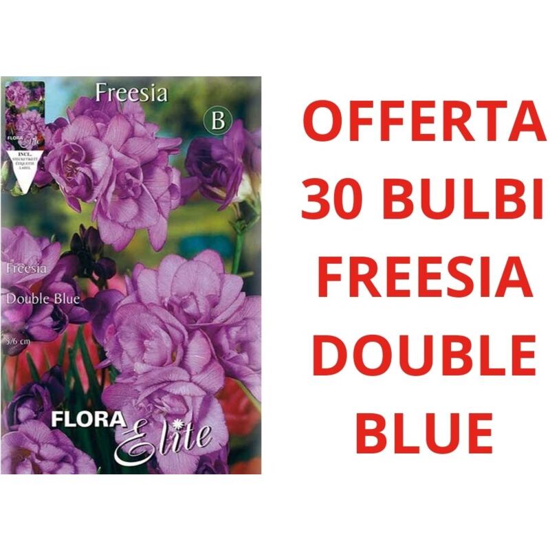 foto del prodotto offerta 30 bulbi freesia double blue bulbs bulbes
