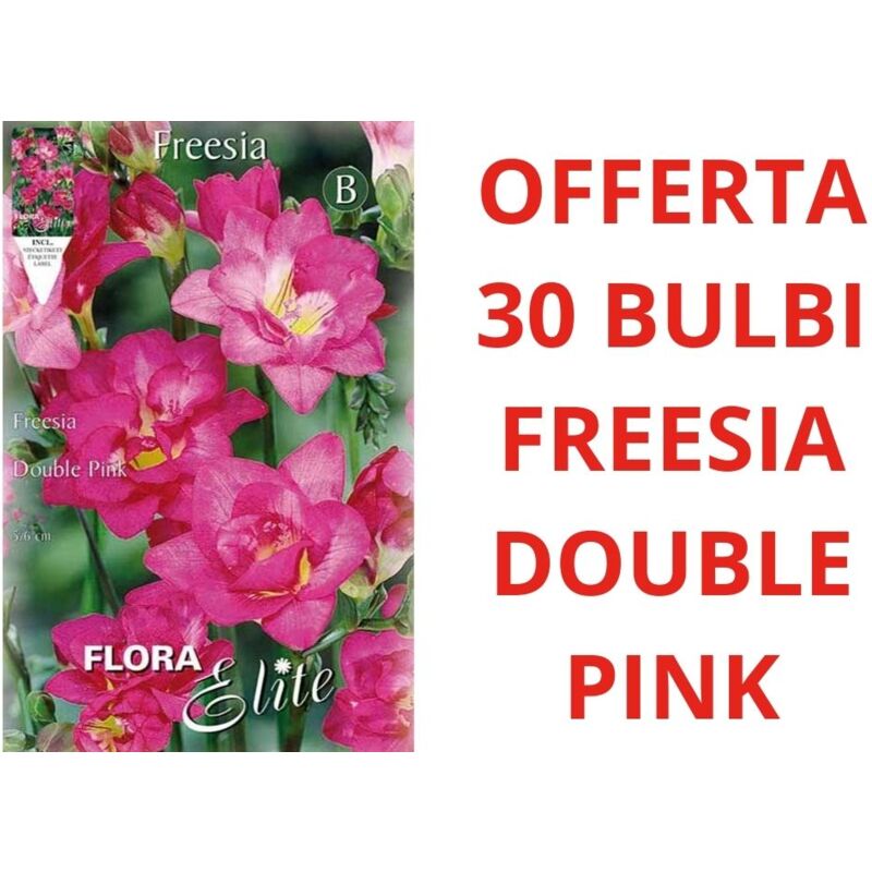 foto del prodotto offerta 30 bulbi freesia double pink bulbs bulbes