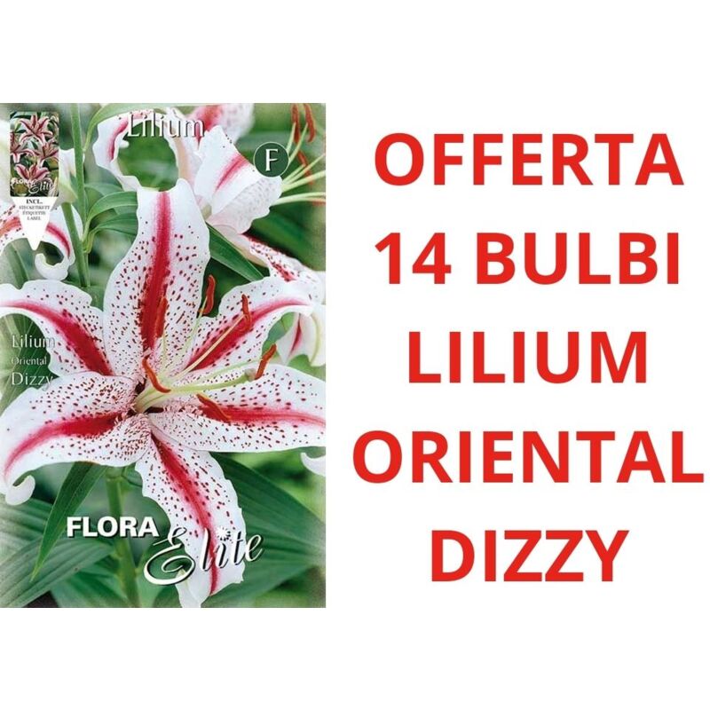 foto del prodotto peragashop offerta 14 lilium oriental dizzy bulbi autunnali bulbs bulbes