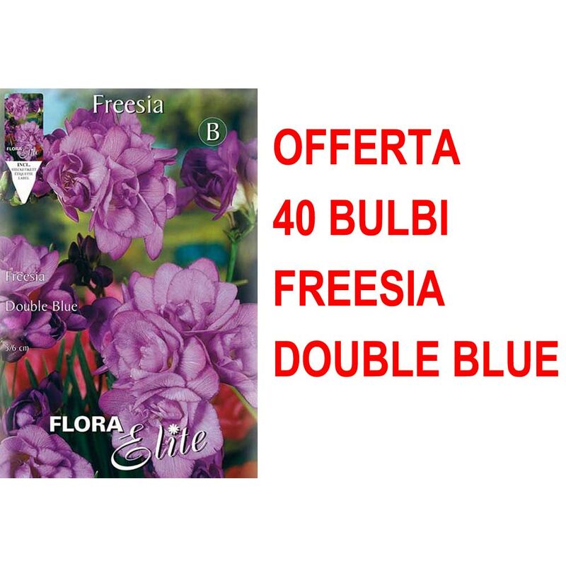 foto del prodotto offerta 40 bulbi freesia double blue bulbs bulbes