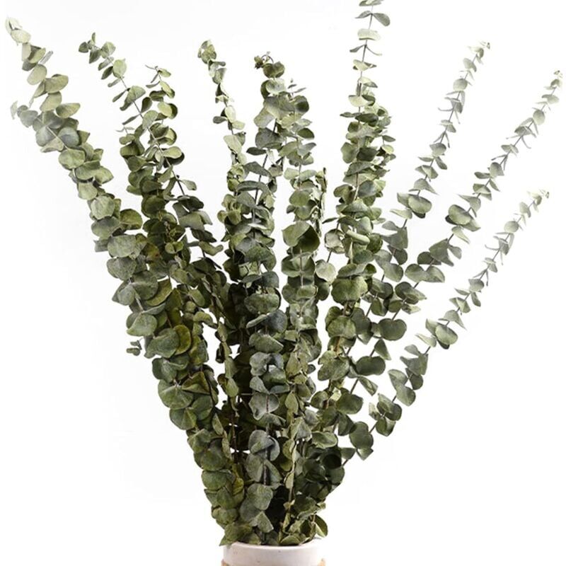 foto del prodotto snq 12 14 mazzi di eucalipto essiccato naturale, bouquet di fiori secchi naturali da 40 60 cm per la decorazione di camera da letto, soggiorno,