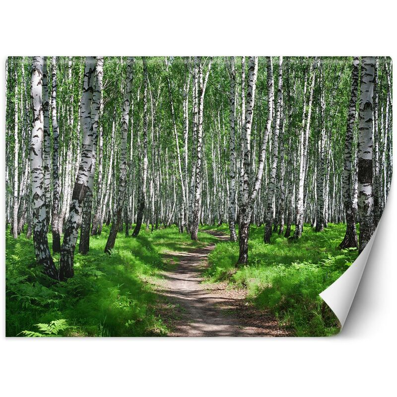 foto del prodotto gbshop carta da parati, foresta di betulle natura piante 300x210