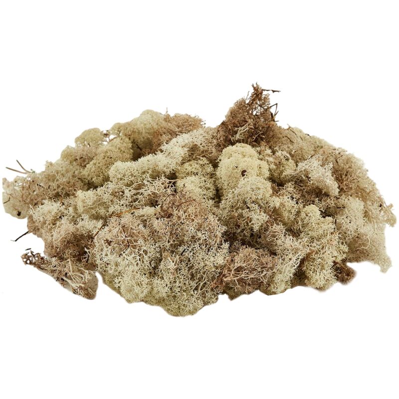 foto del prodotto muschio lichene tappeto naturale per presepe decorazione natalizia da 1kg verde chiaro
