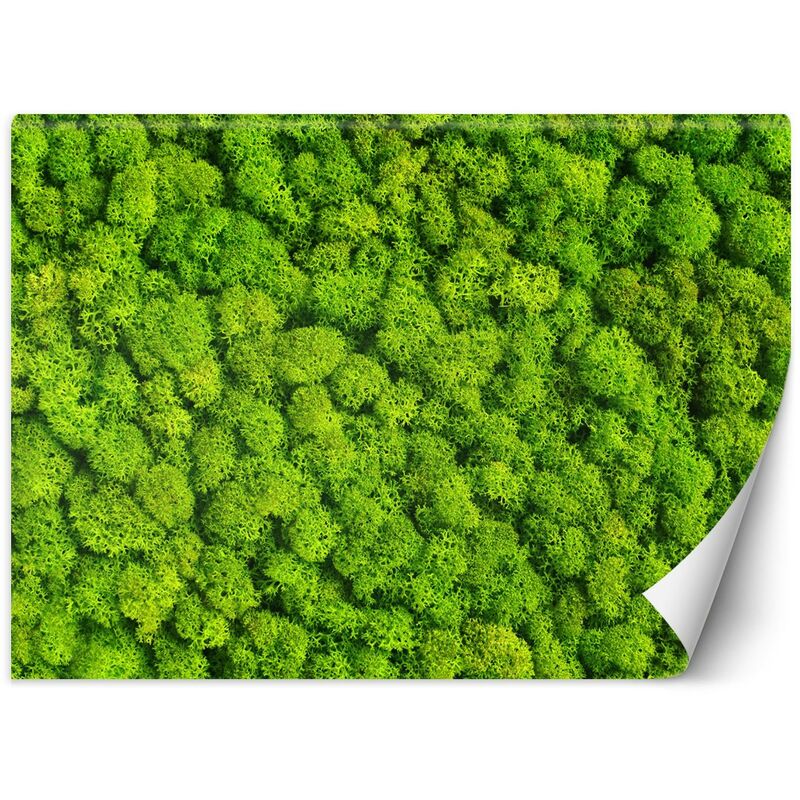 foto del prodotto gbshop carta da parati, muschio natura texture 200x140
