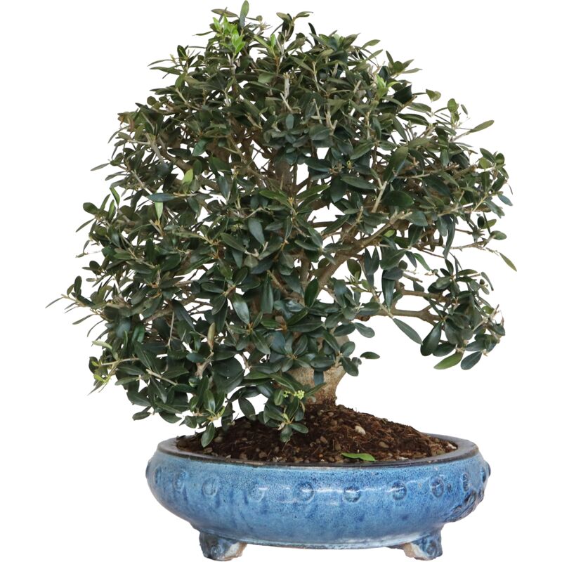 foto del prodotto kentis bonsai di olivo olea europaea piante vere da frutto h 50 60 cm vaso 35 cm