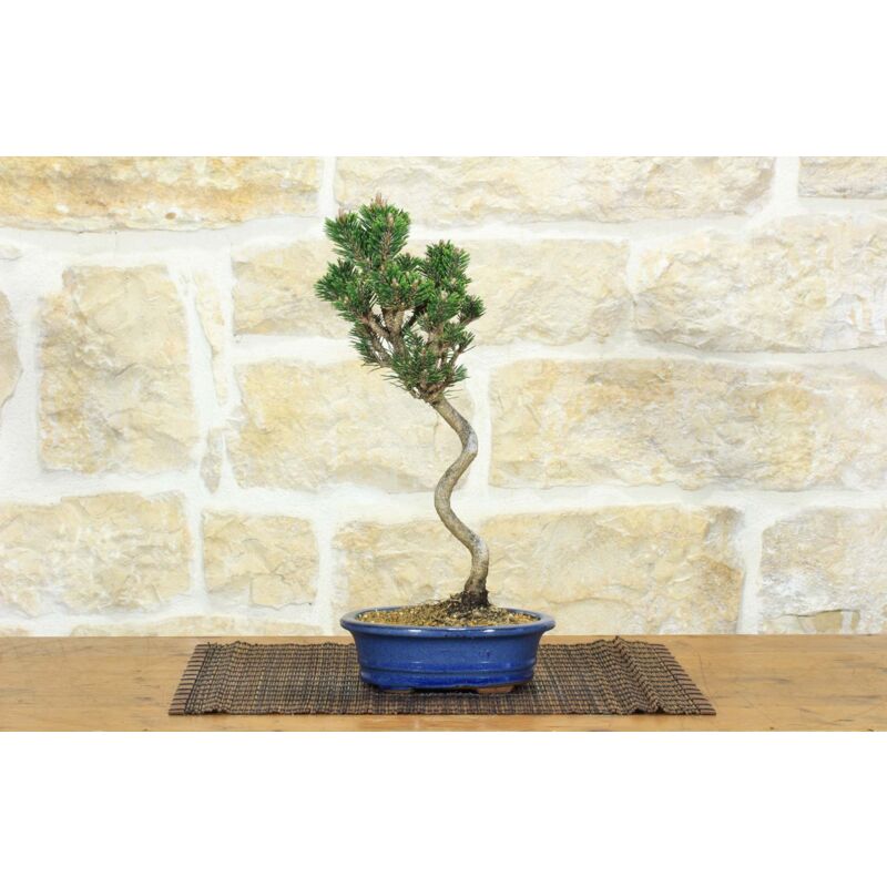 foto del prodotto pollice verde bonsai di pino nero thunbergii senjyumaru 71 