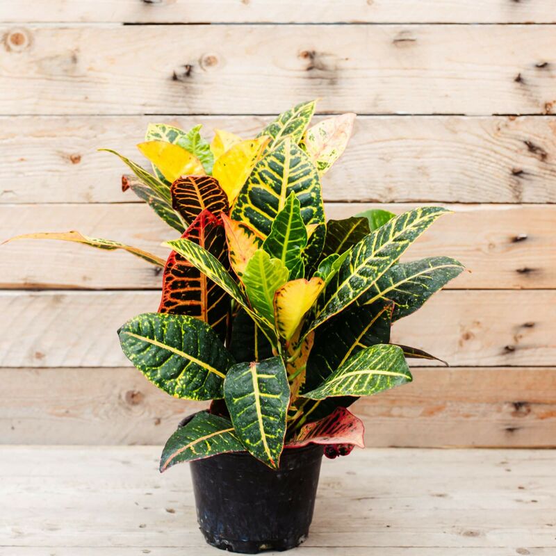 foto del prodotto codiaeum croton petra foto reali h 50cm