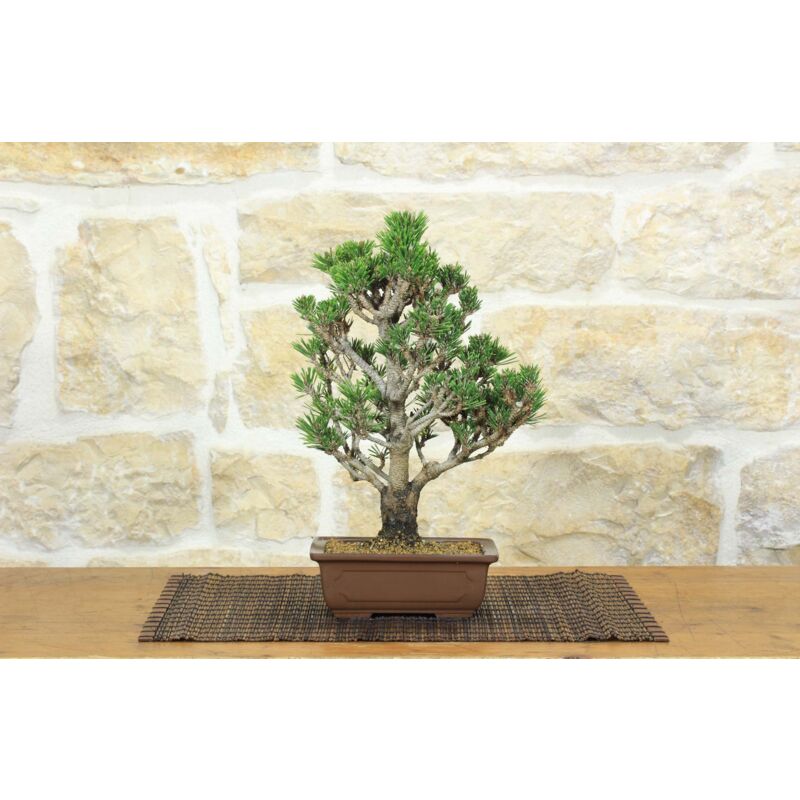 foto del prodotto pollice verde bonsai di pino nero thunbergii senjyumaru 70 