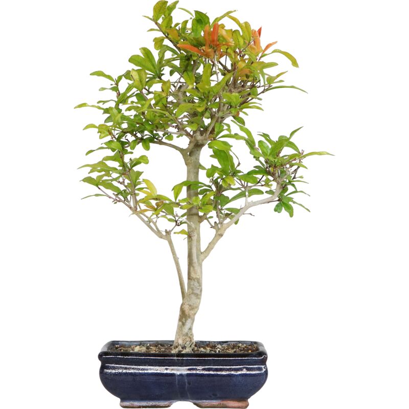 foto del prodotto kentis bonsai melograno bonsai punica granatum h 40 50 cm vaso 20 cm