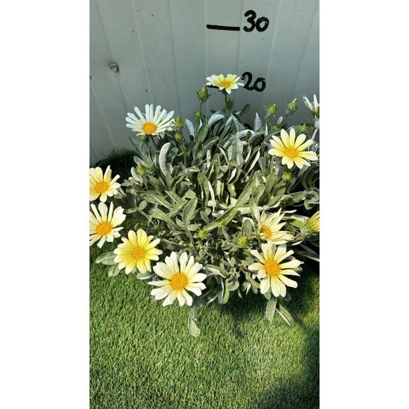foto del prodotto pianta gazania marittima, vaso 18 foto reali colore bianco
