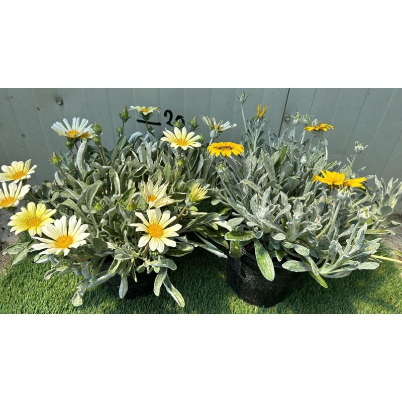 foto del prodotto pianta gazania marittima, vaso 18 foto reali colore arancio