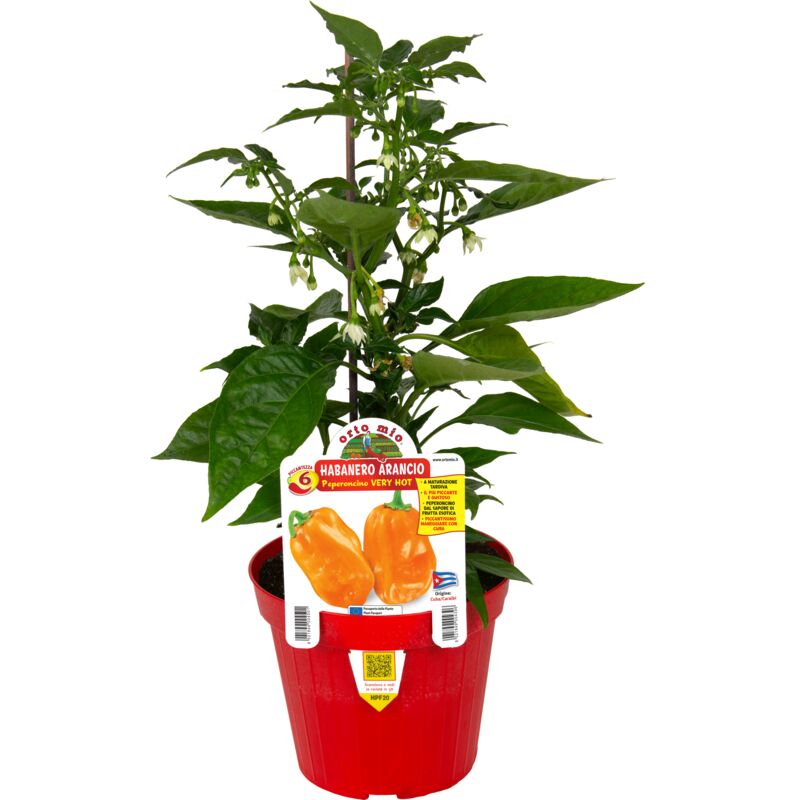 foto del prodotto orto mio peperoncino very hot habanero arancione