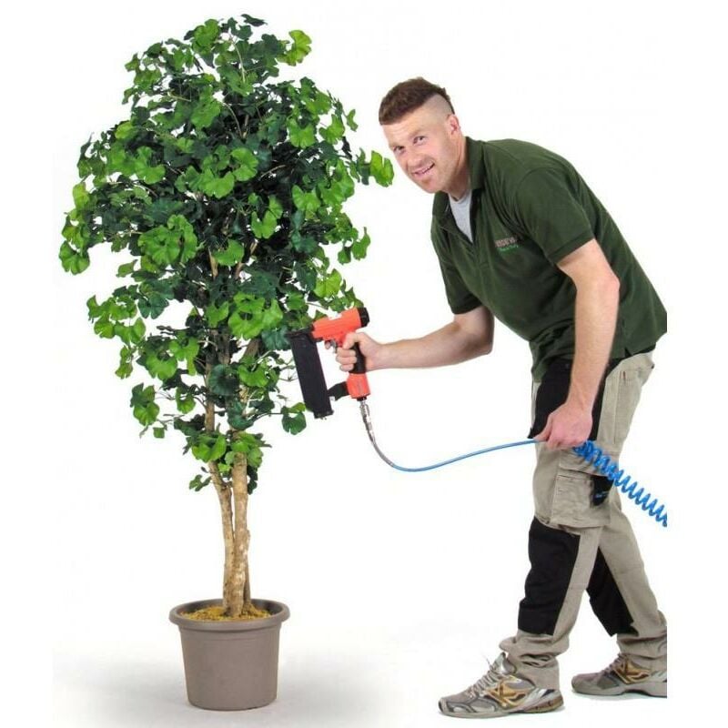 foto del prodotto ginkgo biloba seminaturale verde tronco naturale h da cm 100 a cm 300 175