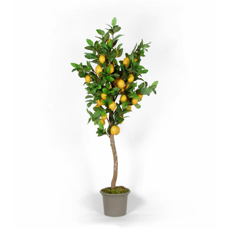 foto del prodotto pianta di limone seminaturale frutti gialli tronco naturale h da cm 12 a cm 300 220