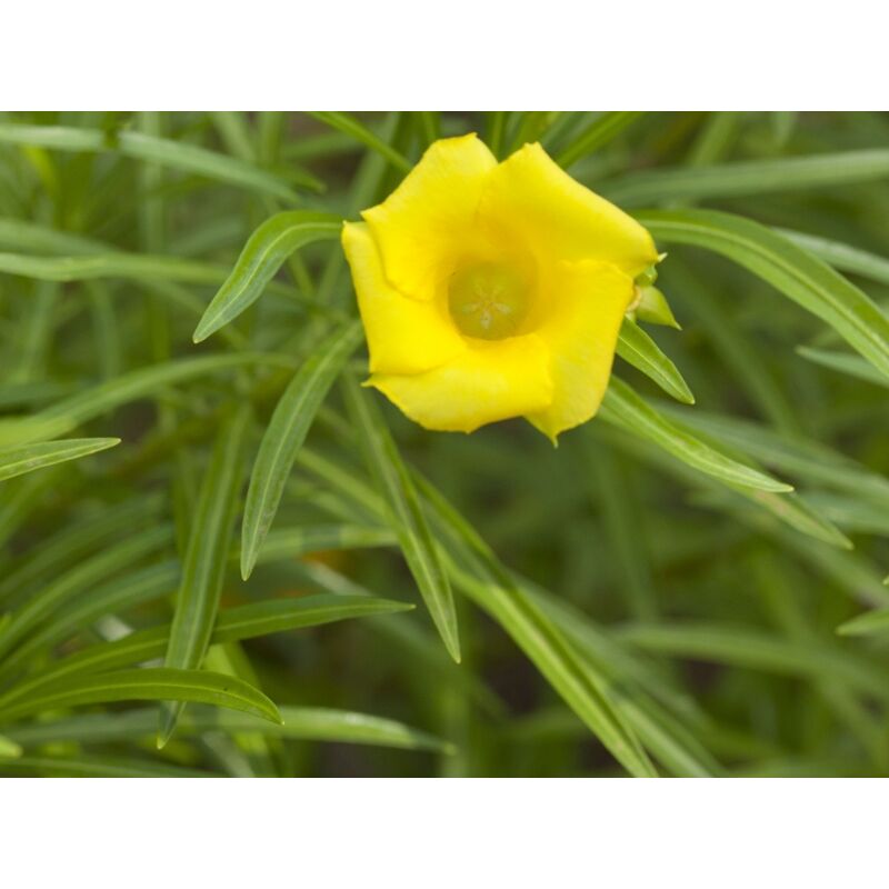 foto del prodotto thevetia peruviana