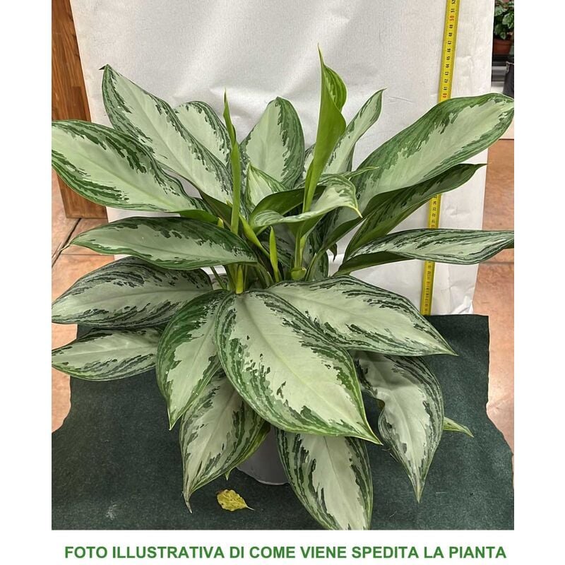 foto del prodotto 1 pianta di aglaonema silver bay vaso 17cm pianta da appartamento purifica l aria