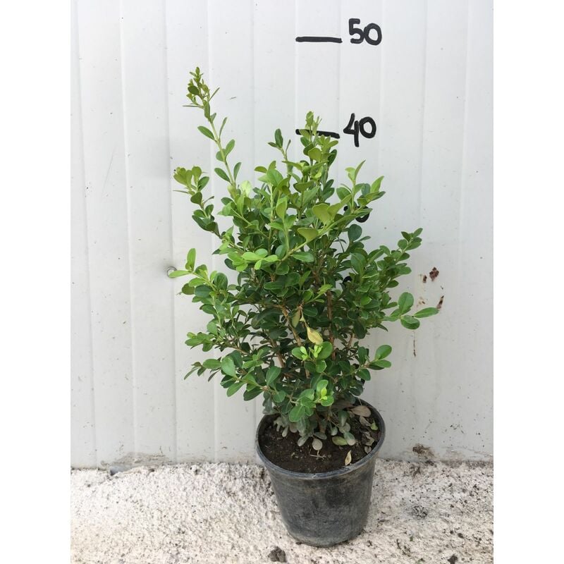 foto del prodotto 50 piante bosso buxus sempervirens vaso 14cm h 40cm foto reali