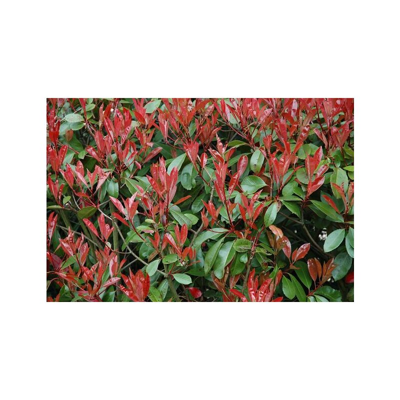 foto del prodotto 50 piante di photinia red robin h 100 cm circa foto reali piante da siepe