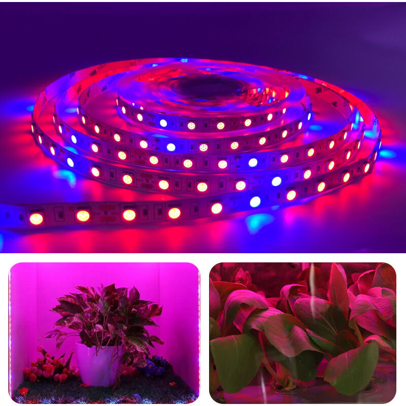 foto del prodotto 5m pianta led coltiva la luce di striscia dc 12v ip65 impermeabile spettro completo smd 5050 rosso blu 5 1 luci a corda per acquario serra