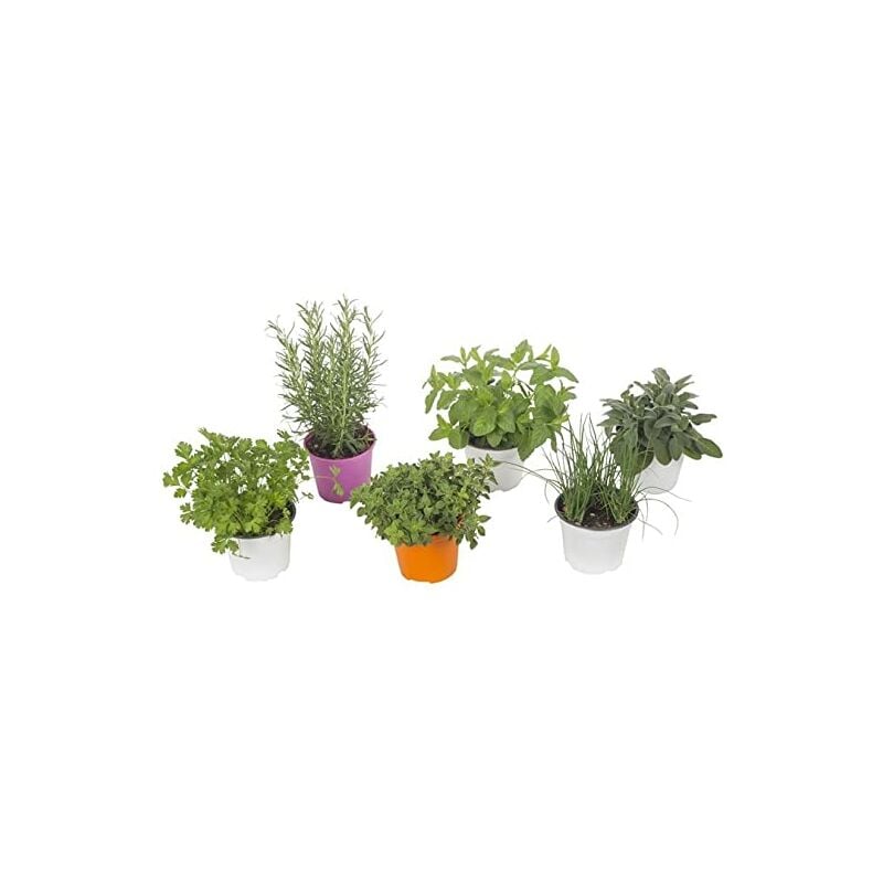 foto del prodotto 6 piantine mix aromatiche in vaso 14cm