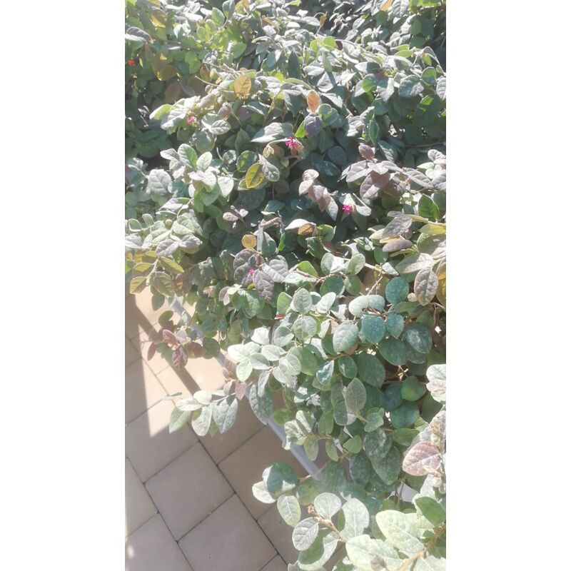 foto del prodotto abelia grandiflora 16