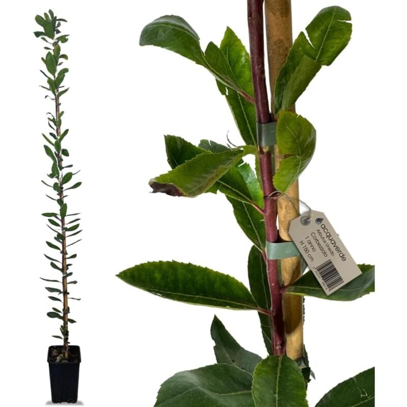 foto del prodotto acquaverde 2 piante di corbezzolo arbutus unedo 150 cm, albero da frutto sempreverde, 1 anno di vita, resistente al freddo e alla siccit , facile