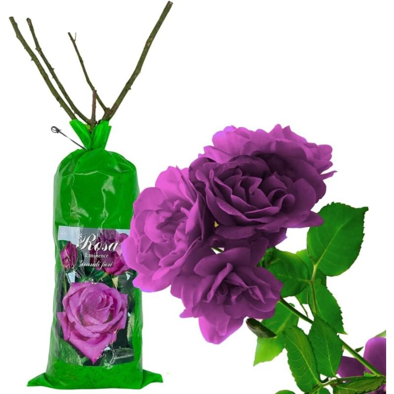 foto del prodotto acquaverde rosa eminence in zolla 40 cm, pianta perenne a radice nuda per giardino e vaso, rose viola resistenti e facili da coltivare