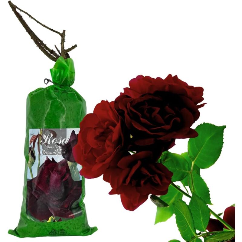 foto del prodotto acquaverde rosa nera in zolla 40 cm, pianta perenne a radice nuda per giardino e vaso, rose resistenti e facili da coltivare
